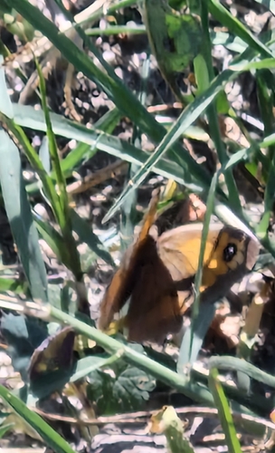 Meadow Brown