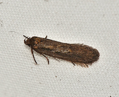 Micropeteina dryinodes