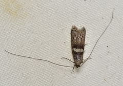Ceromitia iolampra