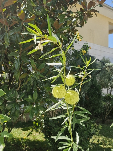 balloonplant