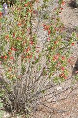 Anisacanthus thurberi