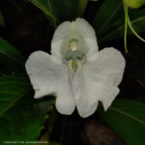 Garden balsam