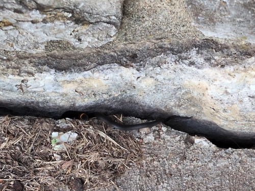 Ring-necked Snake
