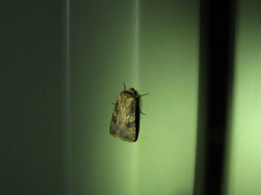 Agrotis interjectionis