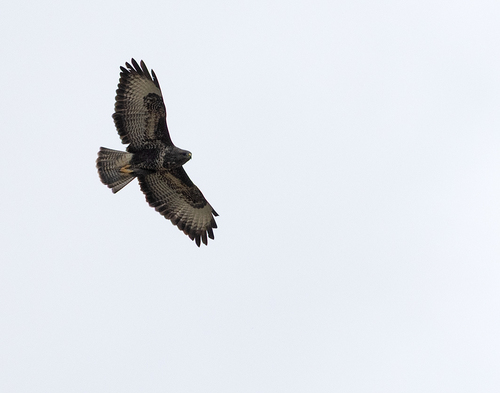 Common Buzzard