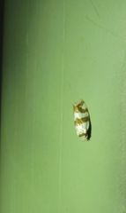 Prepocosma schalidota