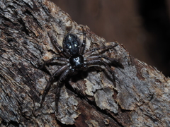 Tharpyna campestrata