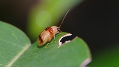 Monolepta bifasciata
