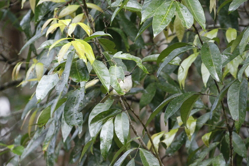 Pachycephala simplex observed 2026-09-19