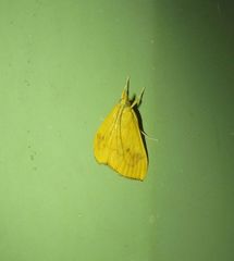 Hyalobathra brevialis