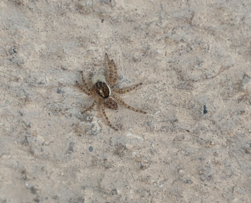 Half-edged Wall Jumping Spider