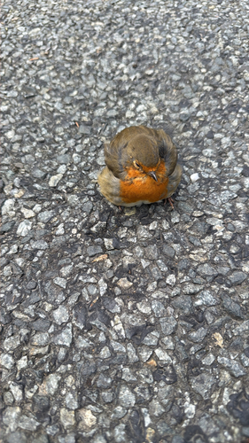 European Robin
