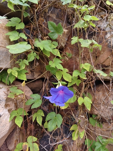 oceanblue morning glory