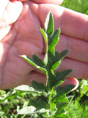 Carduus acanthoides
