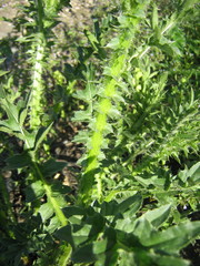 Carduus acanthoides