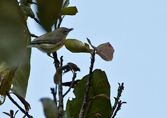 Gerygone magnirostris