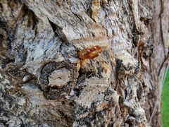 Paranthrene tabaniformis synagriformis