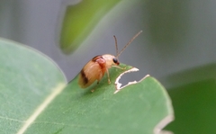 Monolepta bifasciata