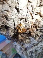 Paranthrene tabaniformis synagriformis