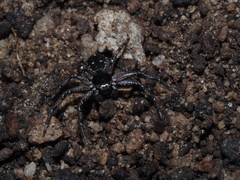 Tharpyna campestrata