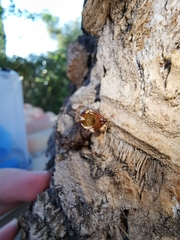 Paranthrene tabaniformis synagriformis