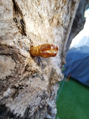 Paranthrene tabaniformis synagriformis