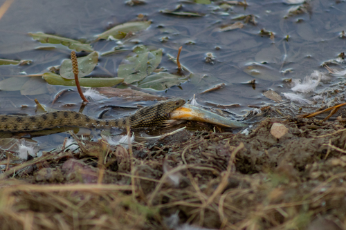 Tessellated Water Snake