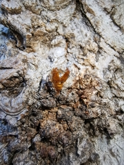 Paranthrene tabaniformis synagriformis