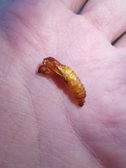 Paranthrene tabaniformis synagriformis