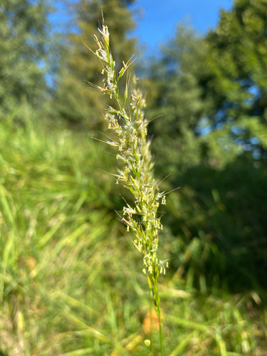 Yellow Oat-grass