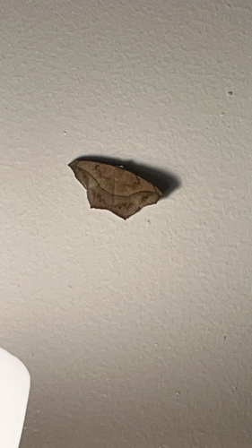 Large Maple Spanworm Moth