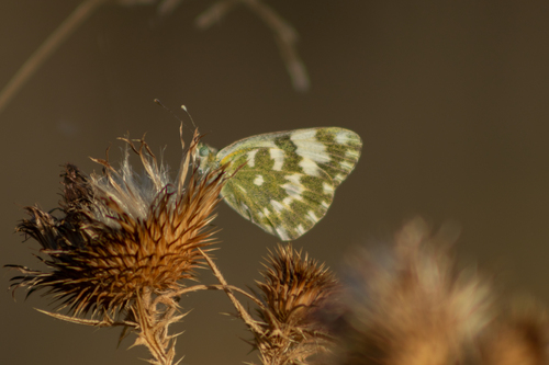 Eastern Bath White