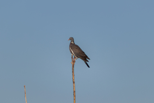 Common Wood-Pigeon