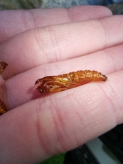 Paranthrene tabaniformis synagriformis