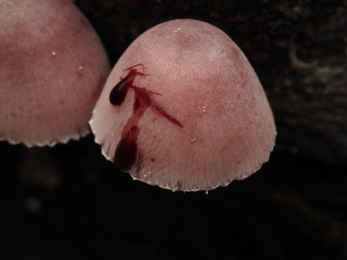 Bleeding Fairy Helmet