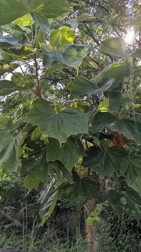 Sterculia urens, photograph 1