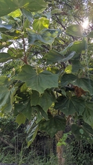 Sterculia urens