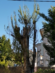 Paranthrene tabaniformis synagriformis