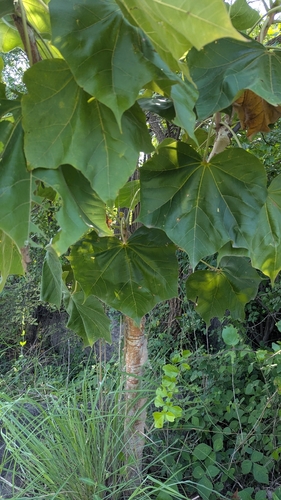 Sterculia urens, photograph 2