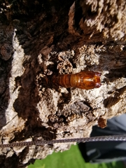 Paranthrene tabaniformis synagriformis