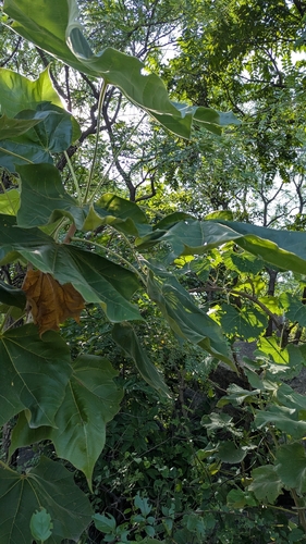 Sterculia urens, photograph 3
