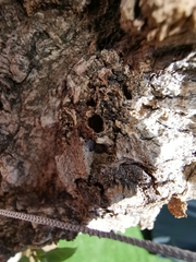 Paranthrene tabaniformis synagriformis