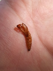 Paranthrene tabaniformis synagriformis