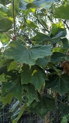 Sterculia urens, photograph (c) Ravuri Krishna Chaitanya, some rights reserved (CC BY)
