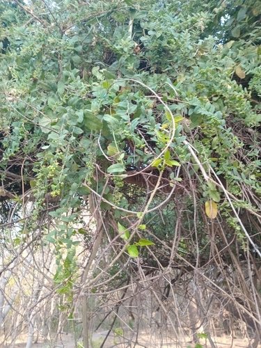 Bushveld Moonseed Creeper