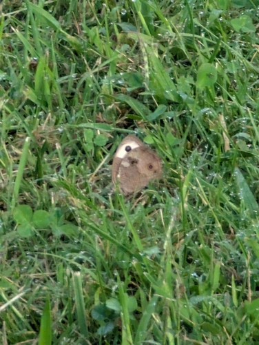 Common Wood-Nymph