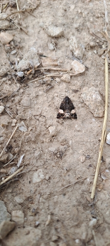Four-spotted Moth