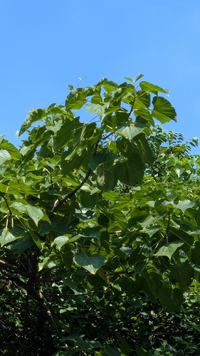 Gyrocarpus americanus observed 2026-09-19