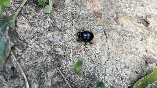 Woodland Dor Beetle
