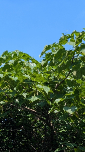 Gyrocarpus americanus, photograph 2